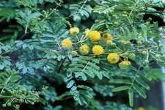Acacia nilotica subsp. tomentosa